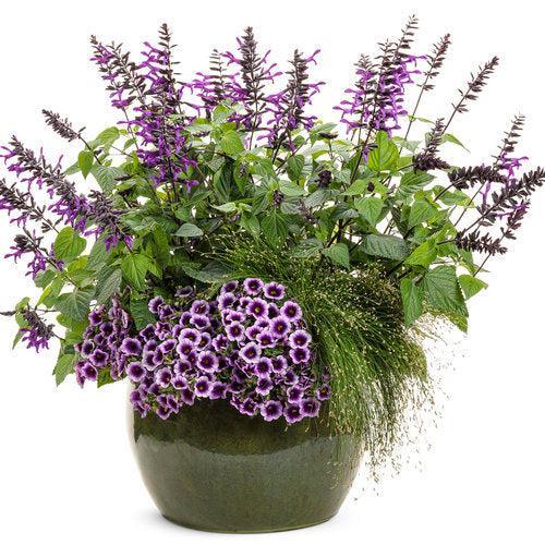 Calibrachoa hybrid 'Blue Moon Punch' ~ PW® Superbells® Blue Moon Punch™ Calibrachoa