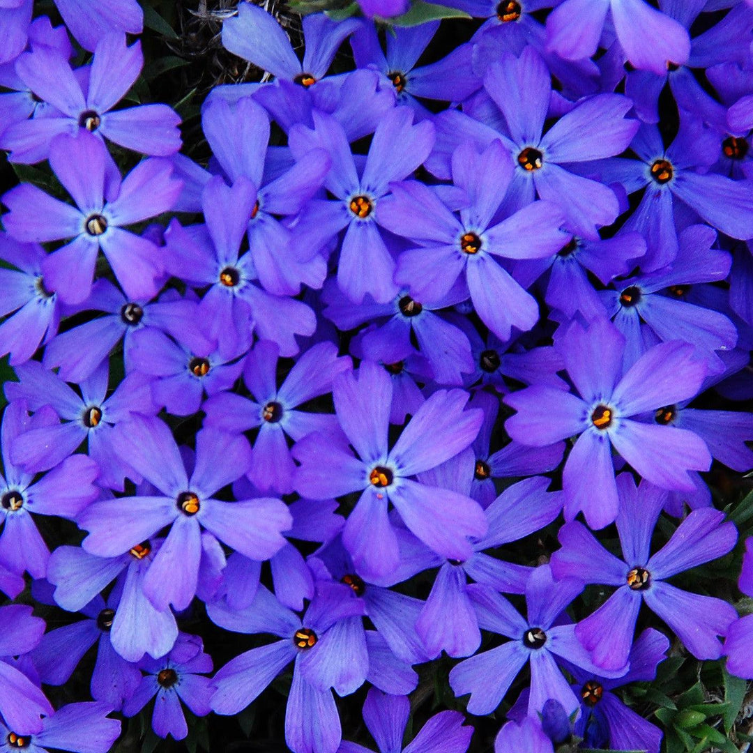 Phlox 'Violet Pinwheels' ~ Violet Pinwheels Phlox