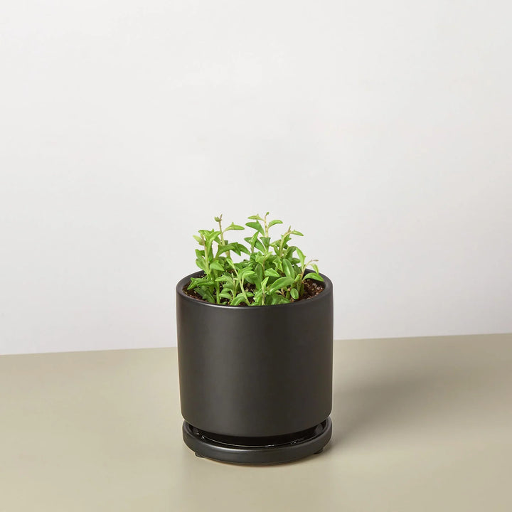 Succulent 'String of Dolphins'