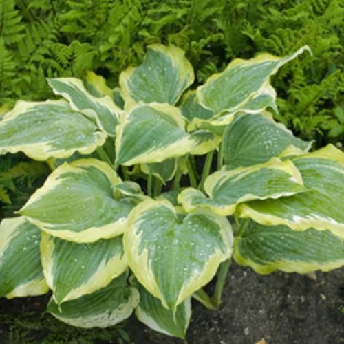 Hosta 'Seducer' 22,413 ~ PW® Shadowland® Seducer Hosta