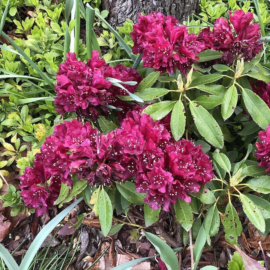 Rhododendron x 'Dark Lord' ~ Dark Lord Azalea