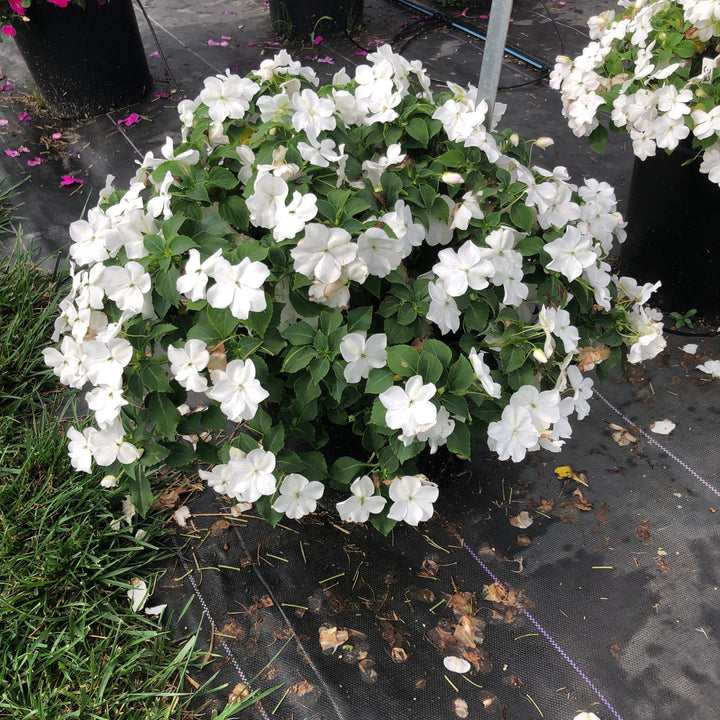 Impatiens walleriana 'PAS1357832' ~ Beacon® White Impatiens