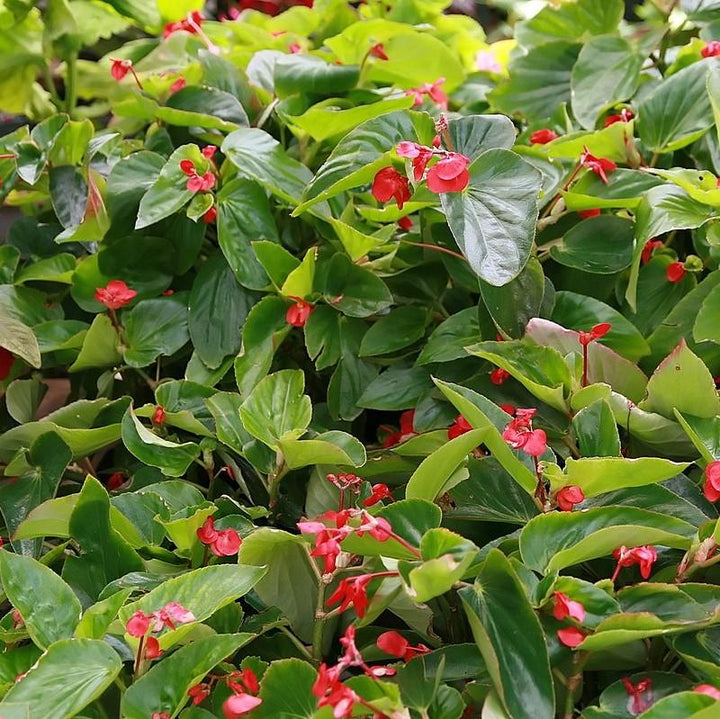 Begonia x 'Dragon Wing Red' ~ Dragon Wing® Red Begonia