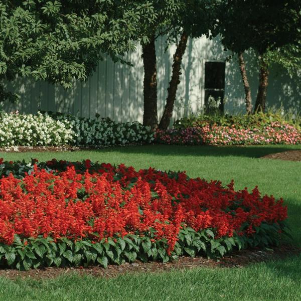 Salvia splendens 'Red Hot Sally II' ~ Red Hot Sally II Salvia