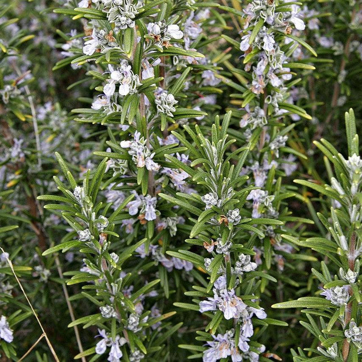 Rosmarinus officinalis ~ Rosemary