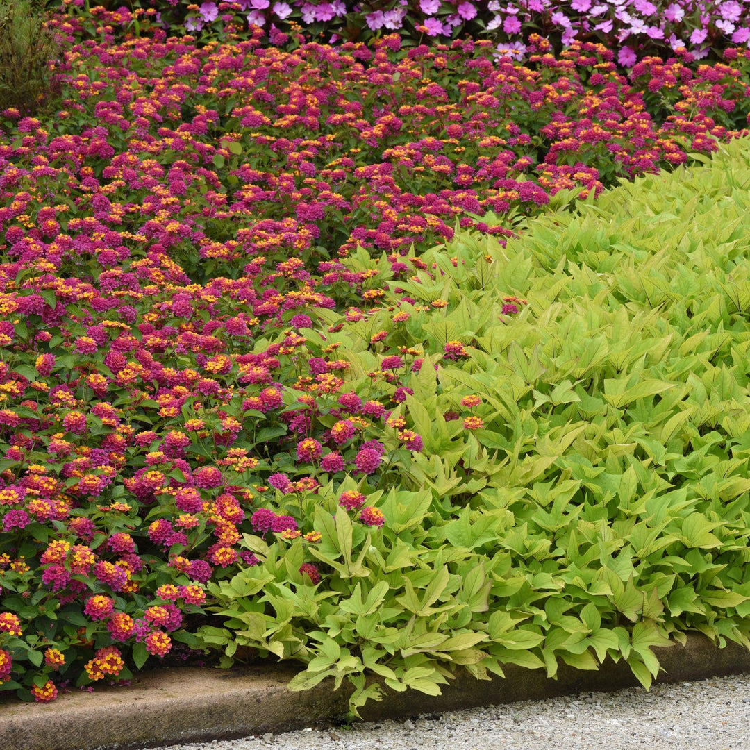 Lantana camara 'Balandrise' ~ Lucky™ Sunrise Rose Lantana