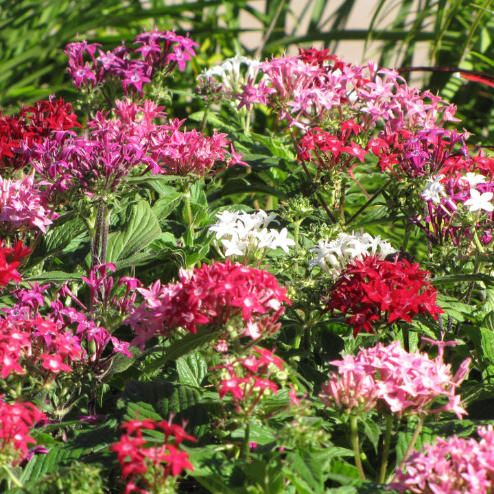 Pentas lanceolata 'Graffiti Mix' ~ Graffiti® 20/20 Mix Star Flower