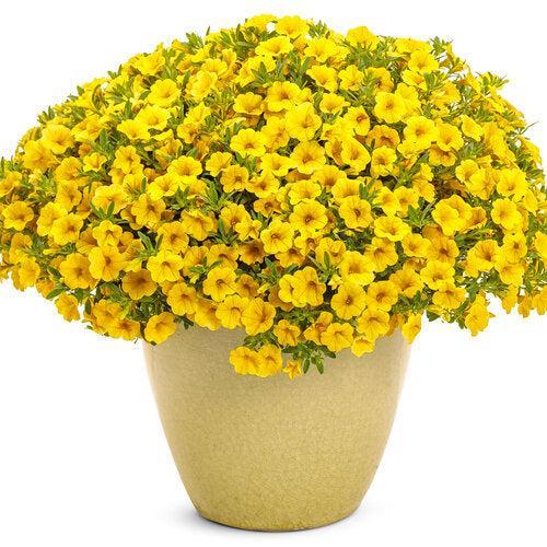Calibrachoa hybrid 'WNCALSBYEL23' ~ PW® Superbells® Yellow Calibrachoa