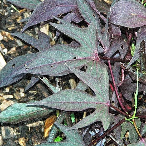 Ipomoea batatas ‘Blackie' ~ Proven Accents® Blackie Sweet Potato