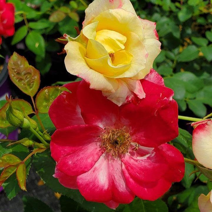 Rosa 'CA 29' ~ Campfire Rose