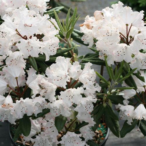 Rhododendron x 'NCRX1' ~ Dandy Man Color Wheel® Rhododendron