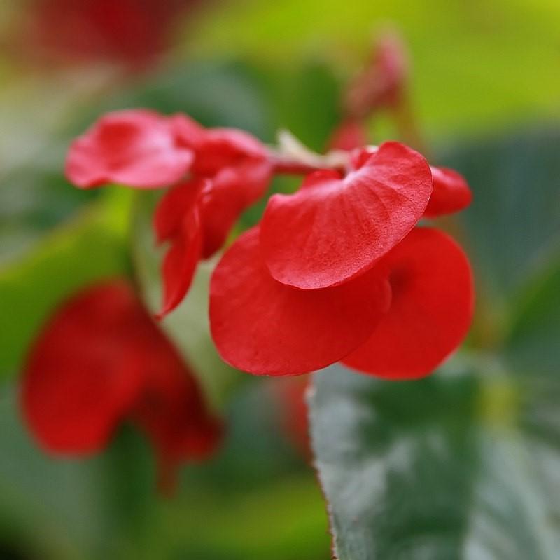 Begonia x 'Dragon Wing Red' ~ Dragon Wing® Red Begonia