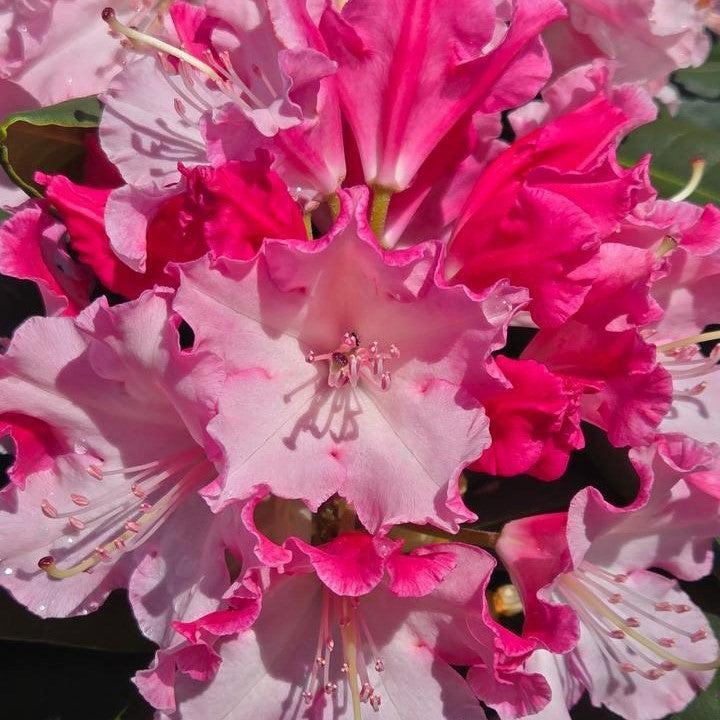 Rhododendron x 'NCRX1' ~ Dandy Man Color Wheel® Rhododendron