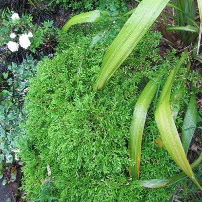 Tide Hill Boxwood