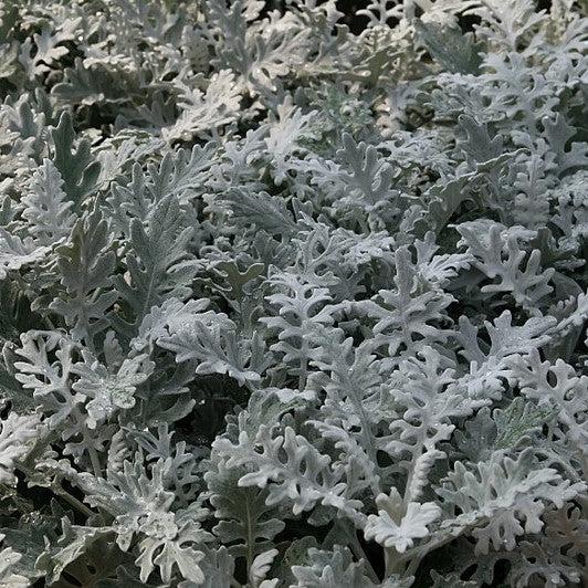 Senecio cineraria 'Silverdust' ~ Silverdust Dusty Miller