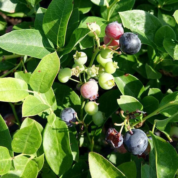 Vaccinium corymbosum 'Polaris'  - Polaris Blueberry