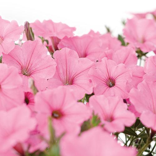 Petunia hybrid  'USTUNI6001' ~ Supertunia Vista® Bubblegum® Petunia