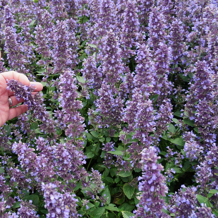 Nepeta x faassenii 'Balpurrlu' PP33,042 ~ Whispurr™ Blue Catmint