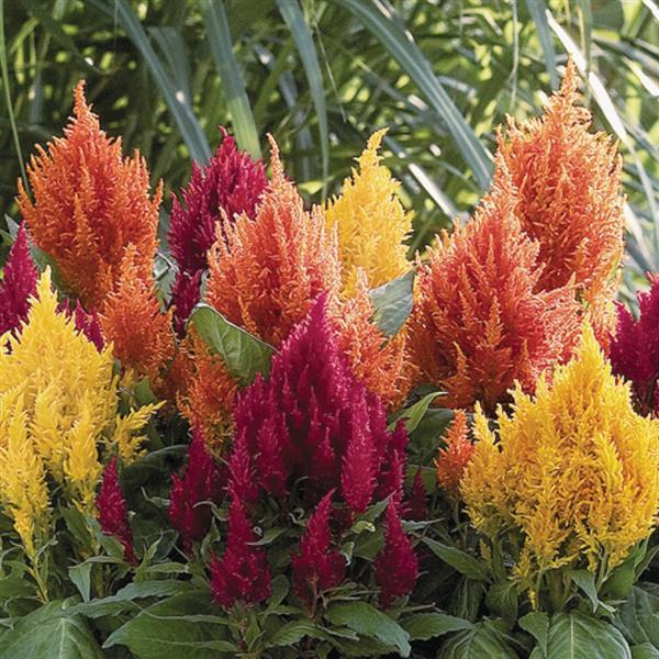 Celosia plumosa 'Fresh Look Mix' ~ Fresh Look Mix Celosia