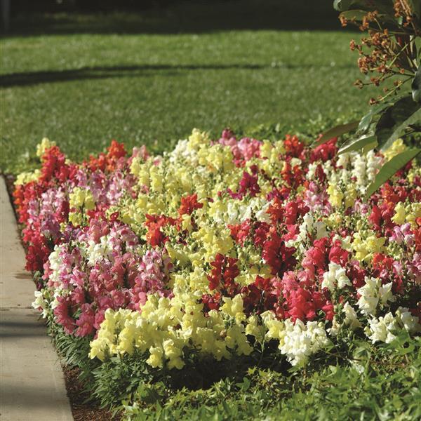 Antirrhinum majus 'Snapshot Mix' ~ Snapshot™ Mix Snapdragon
