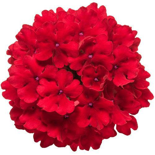Verbena hybrid 'RIKAV44101' ~ PW® Superbena® Red Verbena