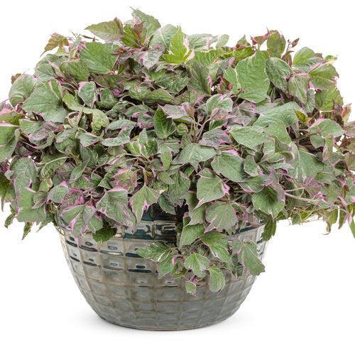 Ipomoea batatas ‘Tricolor’ ~ PW® Tricolor Sweet Potato
