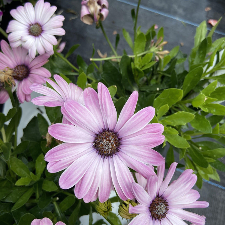 Osteospermum hybrid 'INOSTEPINK' ~ PW® Bright Lights™ Pink African Daisy