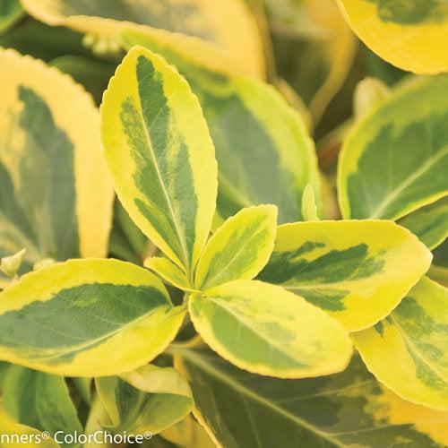Euonymus fortunei 'Roemertwo' ~ PW®  Gold Splash® Euonymus