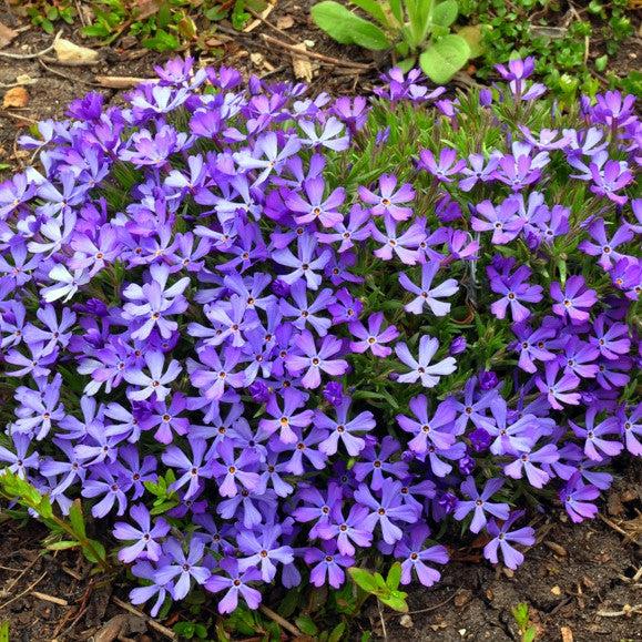 Phlox 'Violet Pinwheels' ~ Violet Pinwheels Phlox