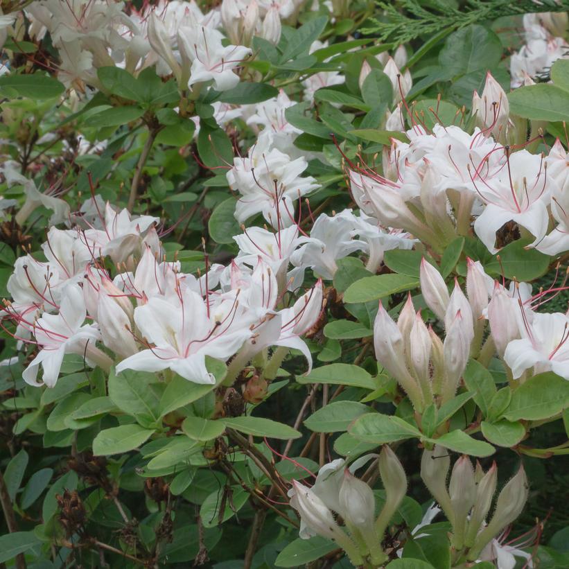 Rhododendron arborescens  - Sweet Azalea