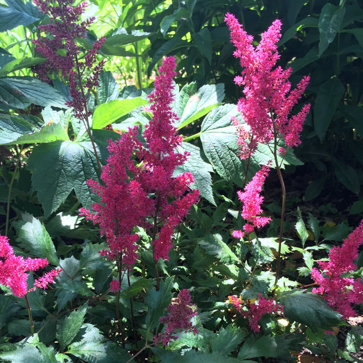 Astilbe 'Versred' ~ Younique™ Ruby Red Astilbe