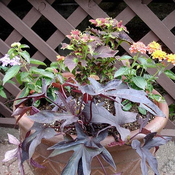 Ipomoea batatas ‘Blackie' ~ Proven Accents® Blackie Sweet Potato