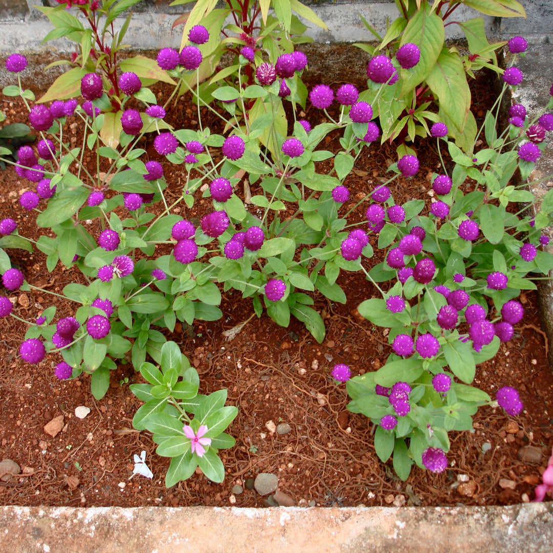 Gomphrena 'Gnome Purple' ~ Gnome Purple Globe Amaranth