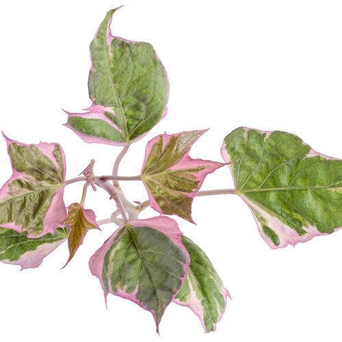 Ipomoea batatas ‘Tricolor’ ~ PW® Tricolor Sweet Potato