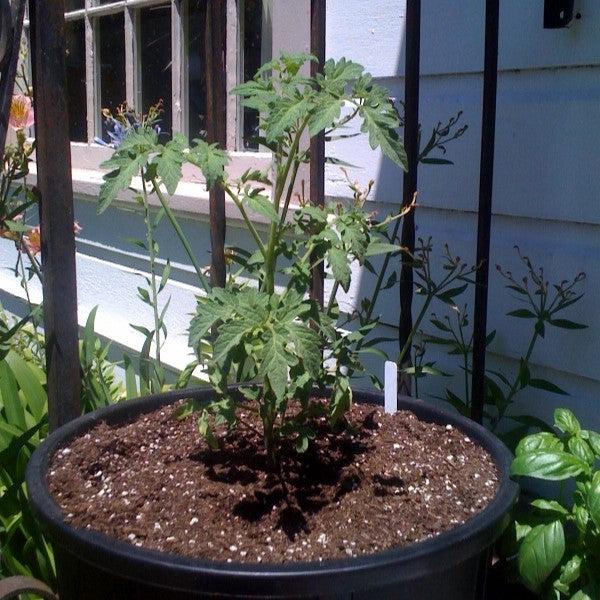 Solanum lycopersicum 'Cherokee Purple' ~ Cherokee Purple Tomato