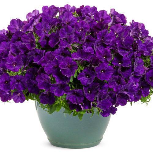 Petunia hybrid 'BBTUN10102’ ~ PW® Supertunia® Royal Velvet® Petunia