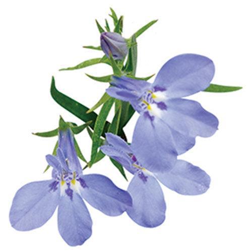Lobelia erinus ’WNLOBLSB23’ ~ PW® Laguna® Sky Blue Lobelia