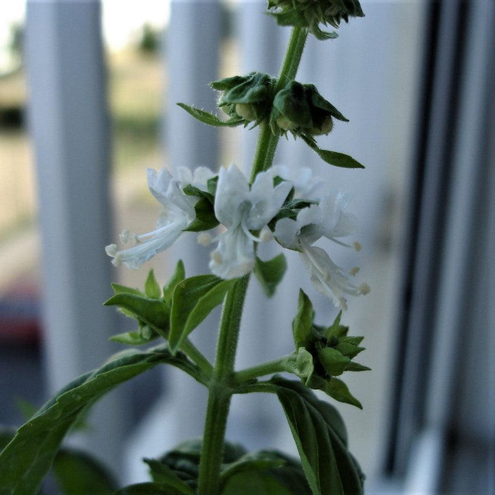 Ocimum basilicum ~ Sweet Basil