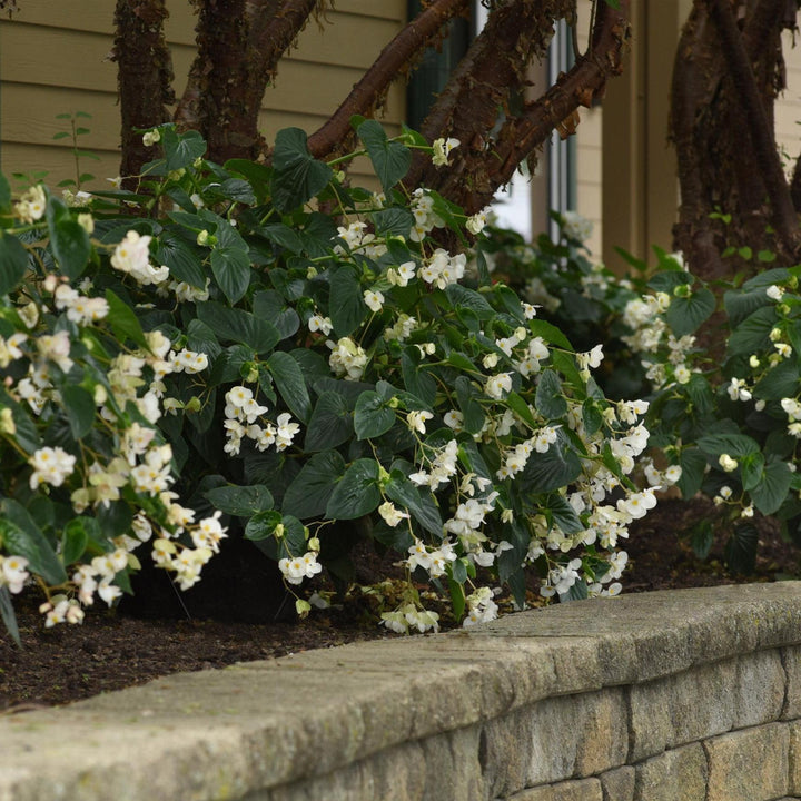 Begonia x 'PAS1484340' ~ Dragon Wing® White Begonia