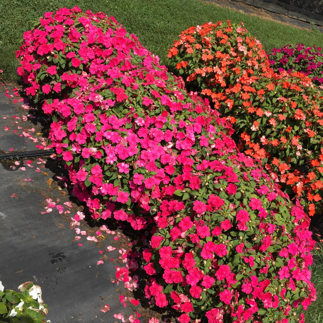 Impatiens walleriana 'PAS1377332' ~ Beacon® Rose Impatiens