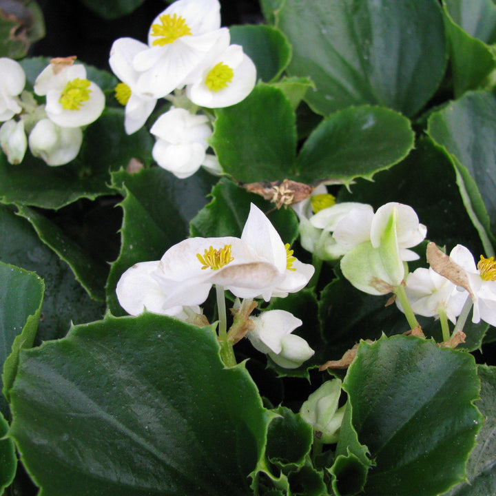 Begonia semperflorens 'Super Olympia White' ~ Super Olympia® White Begonia
