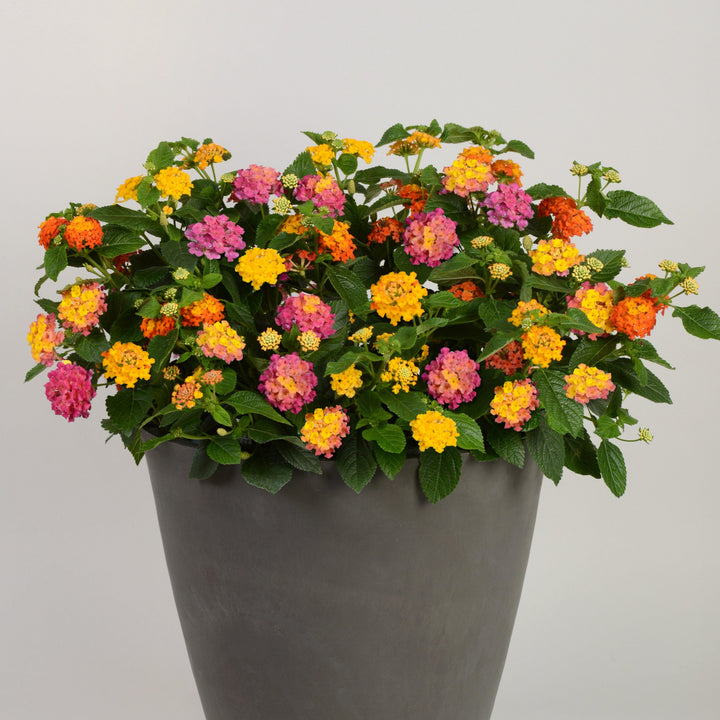 Lantana camara 'Balandrise' ~ Lucky™ Sunrise Rose Lantana
