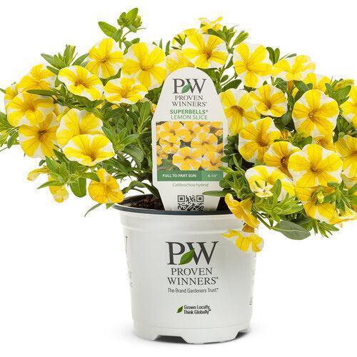 Calibrachoa hybrid 'USCAL5302M' ~ PW® Superbells® Lemon Slice® Calibrachoa