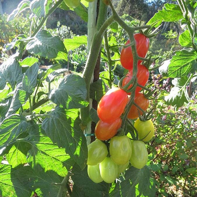 Solanum lycopersicum var. cerasiforme ~ Grape Tomato