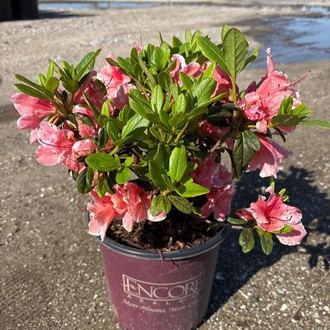 Rhododendron 'Roblet' ~ Encore® Autumn Sunburst™ Azalea