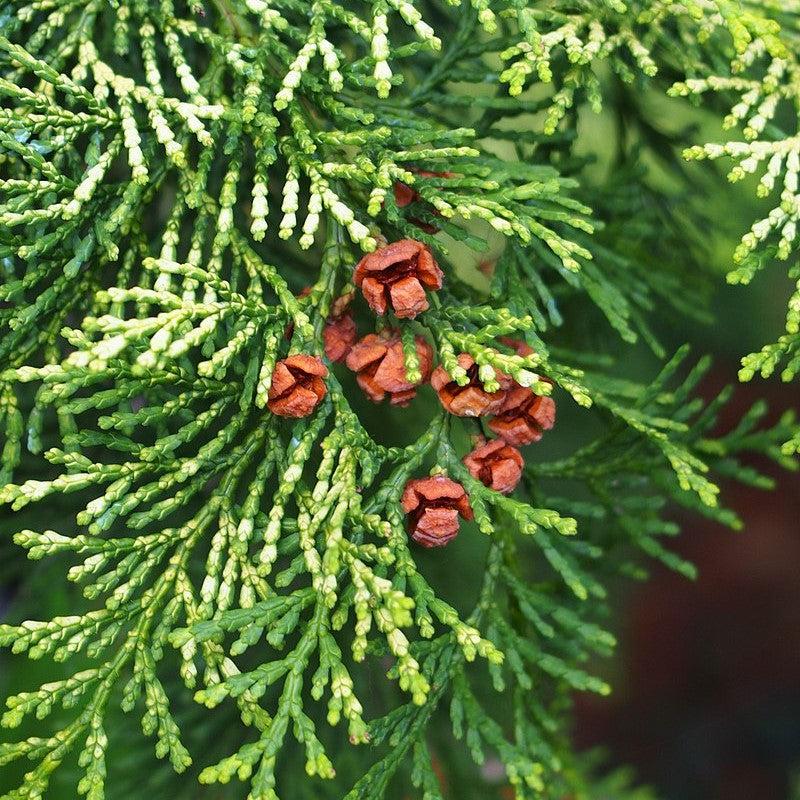 Chamaecyparis obtusa 'Aurea' ~ Gold Hinoki Cypress