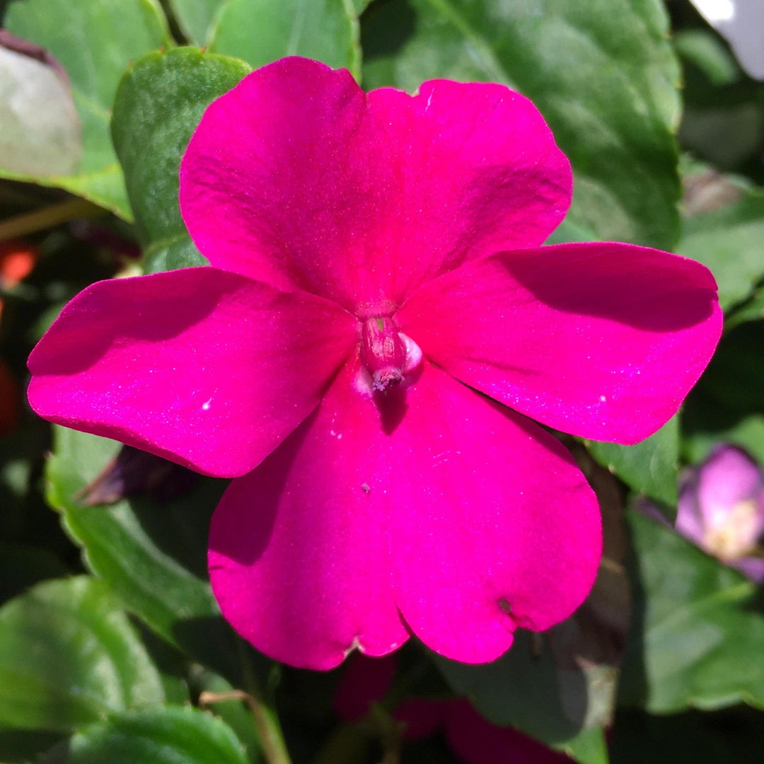 Impatiens walleriana 'Beacon Formula Mixture' ~ Beacon® Formula Mixture Impatiens