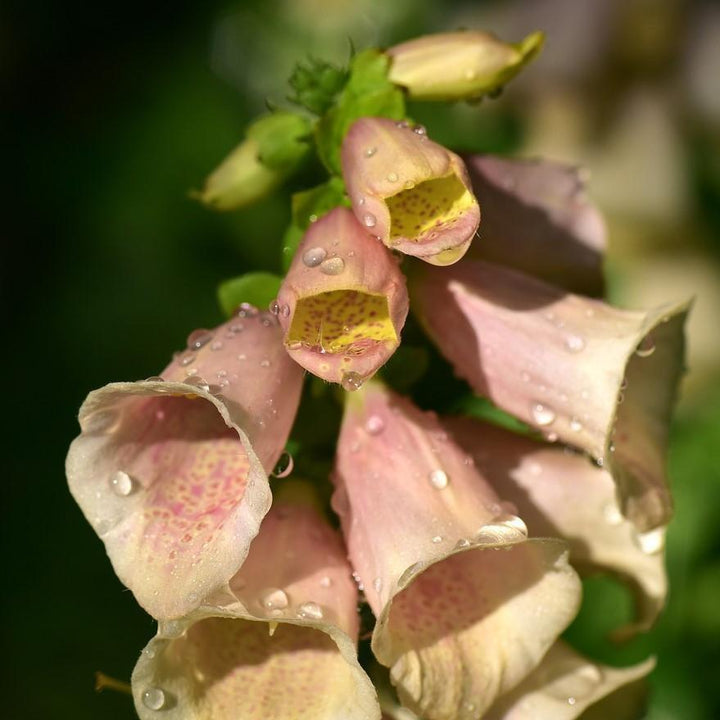 Digitalis purpurea 'Dalmatian Peach' ~ Dalmatian Peach Foxglove