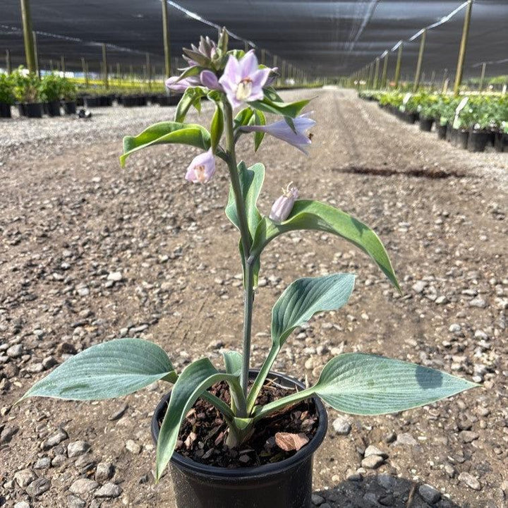 Hosta 'Halcyon' ~ Halcyon Hosta