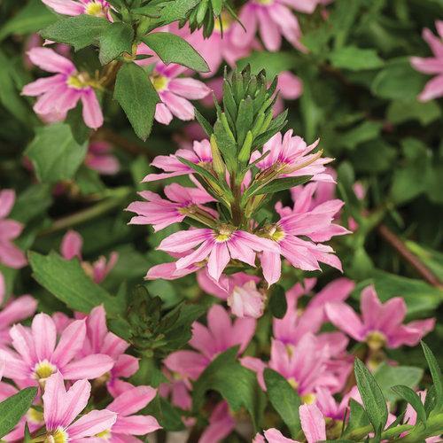 Scaevola aemula 'DSCAVPIBLS'~ PW® Whirlwind® Pink Fan Flower